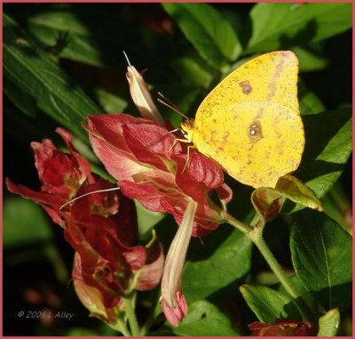 large orange  sulphur