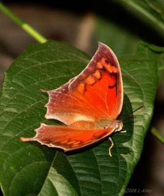 tropical leafwing