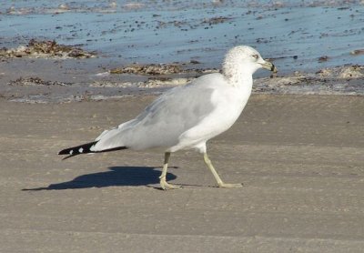 ring-billed gull