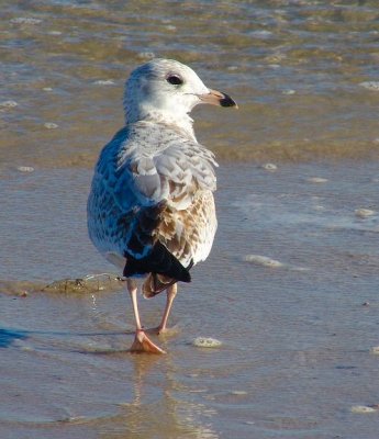 ring-billed gull first winter 