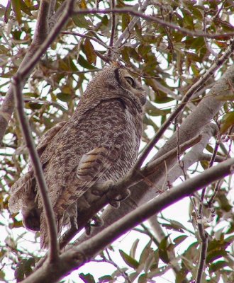 great-horned owl