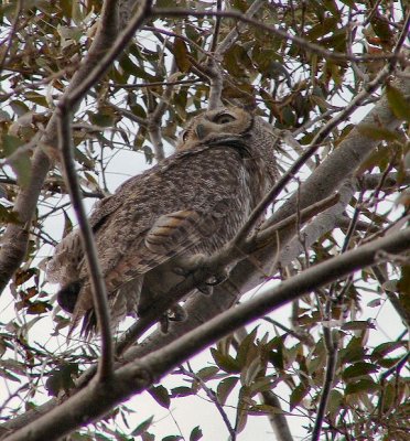 great-horned owl