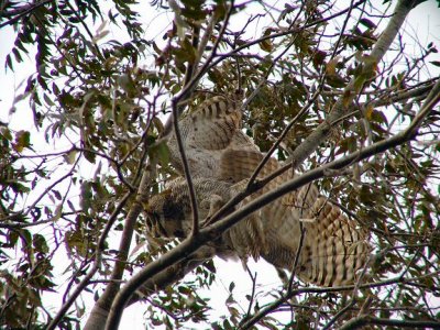 owl great horned