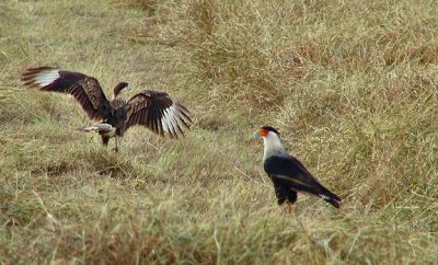 crested caracaras