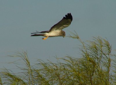 harrier male