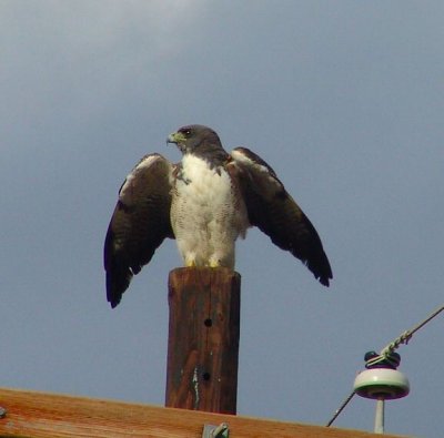 white tailed hawk