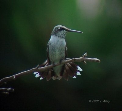 ruby-throated tail