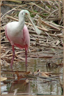 roseate spoonbill