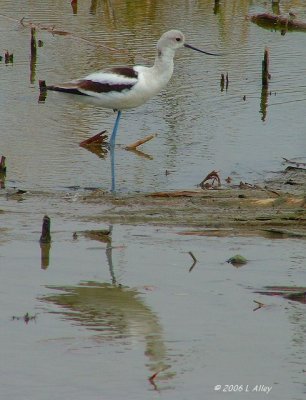 avocet