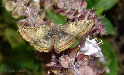 red bordered metalmark