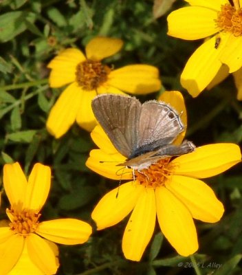 yojoa scrub-hairstreak question