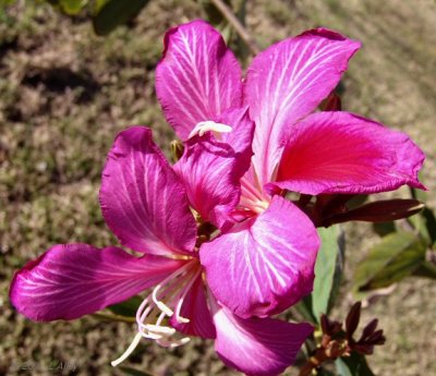 orchid tree