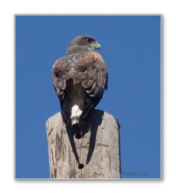 white tailed hawk