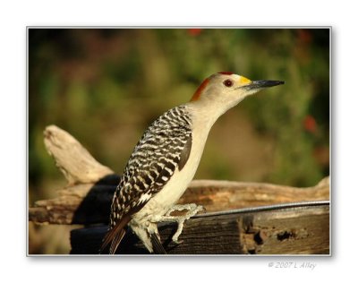 golden-fronted woodpecker male