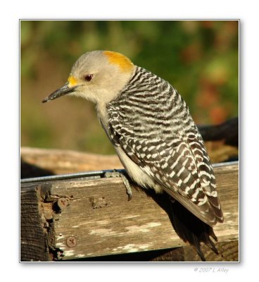 golden-fronted woodpecker female