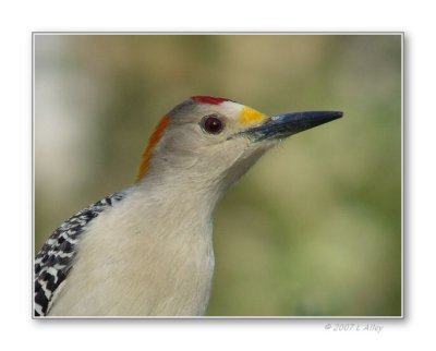 golden-fronted woodpecker male