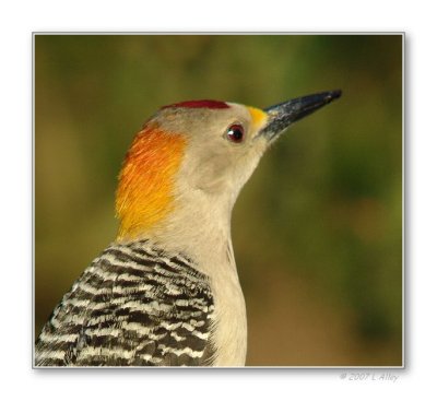 golden fronted woodpecker  male