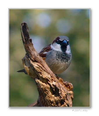 house sparrow