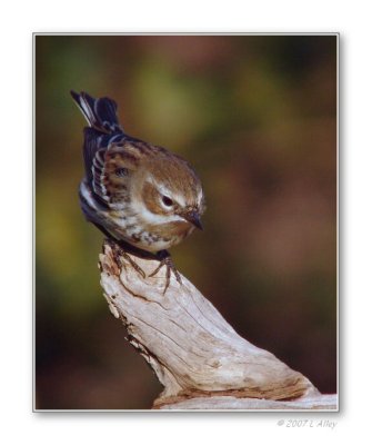 yellow-rumped warbler