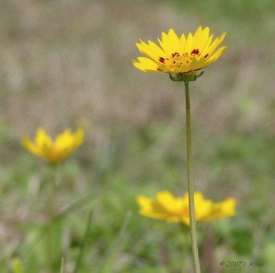 coreopsis