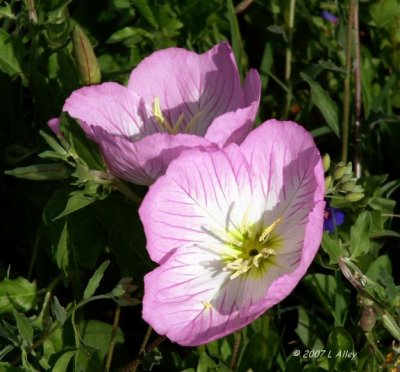 showy primrose