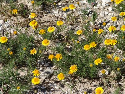 parralena or common dogweed