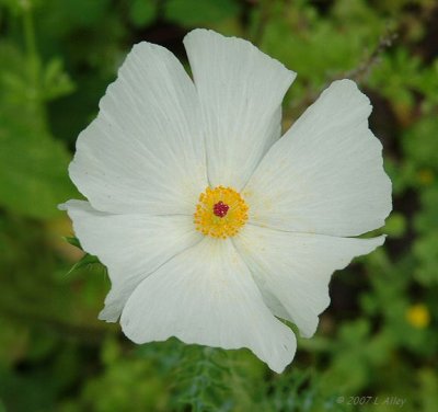 white prickly poppy