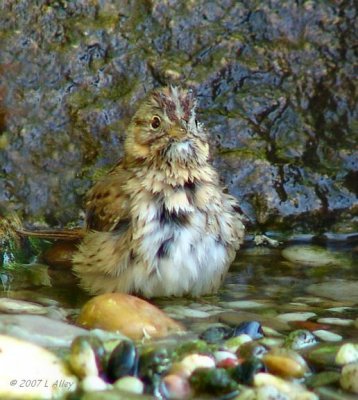 lincoln's sparrow