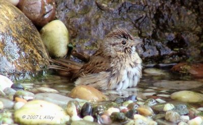 lincoln's sparrow