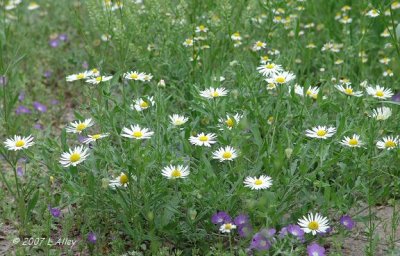 plains daisy