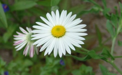 plains daisy