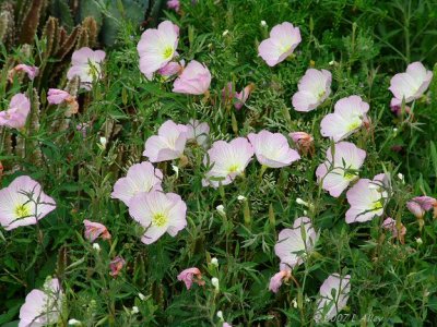 showy primrose