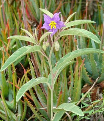 silver-leaf nightshade