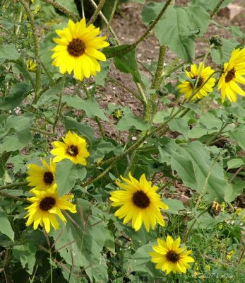 sunflowers