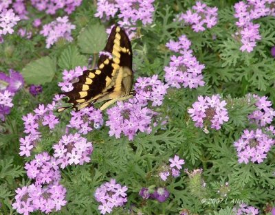 wright's vervain