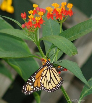 monarch ovipositing