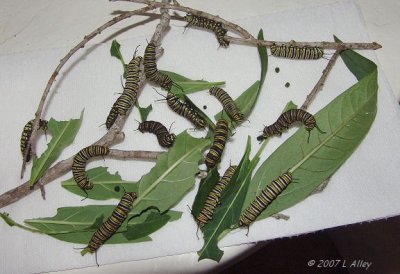 monarch caterpillars