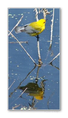 prothonotary warbler