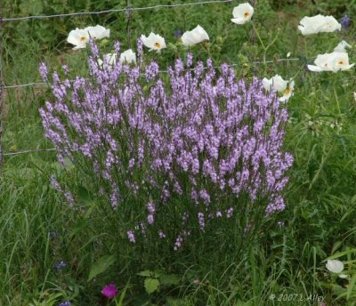 blue vervain
