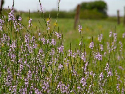 blue vervain