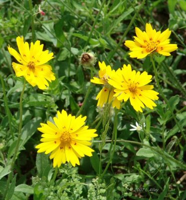 coreopsis