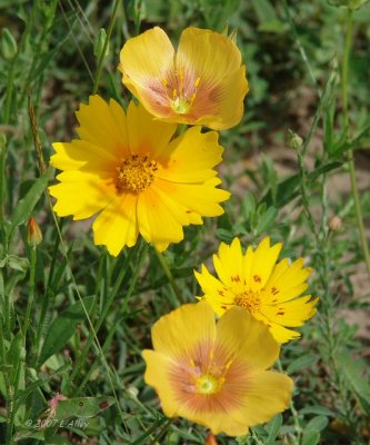 coreopsis and stiff-stem flax