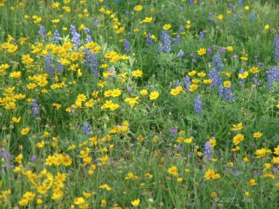 coreopsis &  bluebonnets