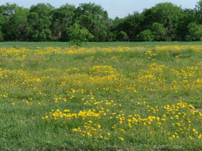 coreopsis
