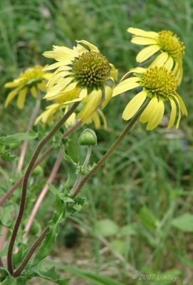 cutleaf coneflower