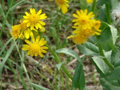 daisy id