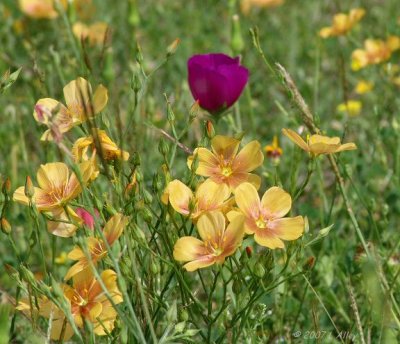 stiff-stem flax
