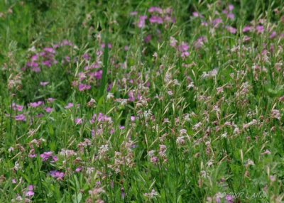 sweet gaura
