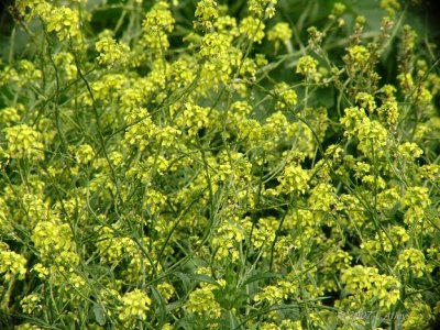 india mustard