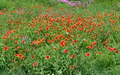 indian blanket